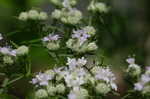 Narrowleaf mountainmint